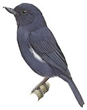 White-sided Flowerpiercer Illustration