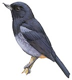 Grey-bellied Flowerpiercer Illustration