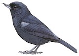 Black Flowerpiercer Illustration