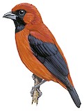 Vermilion Tanager Illustration