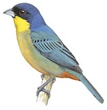 Yellow-throated Tanager Illustration