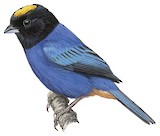 Golden-crowned Tanager Illustration