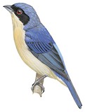 Fawn-breasted Tanager Illustration