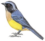 Buff-breasted Mountain Tanager Illustration