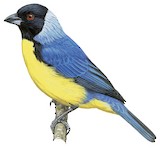 Hooded Mountain Tanager Illustration