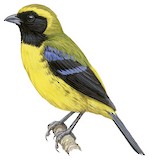 Masked Mountain Tanager Illustration