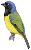 Black-chested Mountain Tanager Illustration