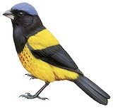 Golden-backed Mountain Tanager Illustration