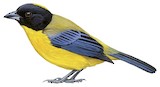 Black-chinned Mountain Tanager Illustration