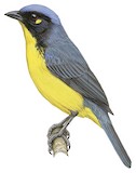 Santa Marta Mountain Tanager Illustration