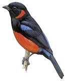 Scarlet-bellied Mountain Tanager Illustration