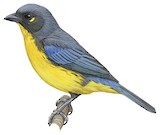 Lacrimose Mountain Tanager Illustration