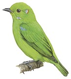 Glistening-green Tanager Illustration