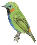 Orange-eared Tanager Illustration