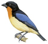 Orange-throated Tanager Illustration