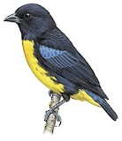 Black-and-gold Tanager Illustration