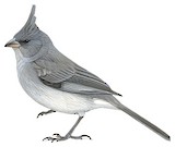 Grey-crested Finch Illustration