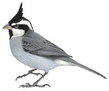 Black-crested Finch Illustration