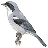 Shrike-like Tanager Illustration