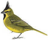 Yellow Cardinal Illustration