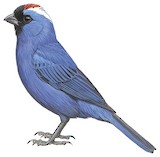 Diademed Tanager Illustration