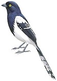 Magpie Tanager Illustration