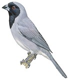 Black-faced Tanager Illustration