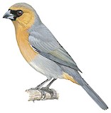 Cinnamon Tanager Illustration