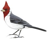 Red-crested Cardinal Illustration