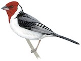 Red-cowled Cardinal Illustration