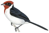 Masked Cardinal Illustration