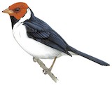 Yellow-billed Cardinal Illustration