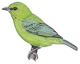 Dotted Tanager Illustration