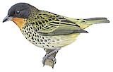 Rufous-throated Tanager Illustration