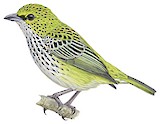 Speckled Tanager Illustration