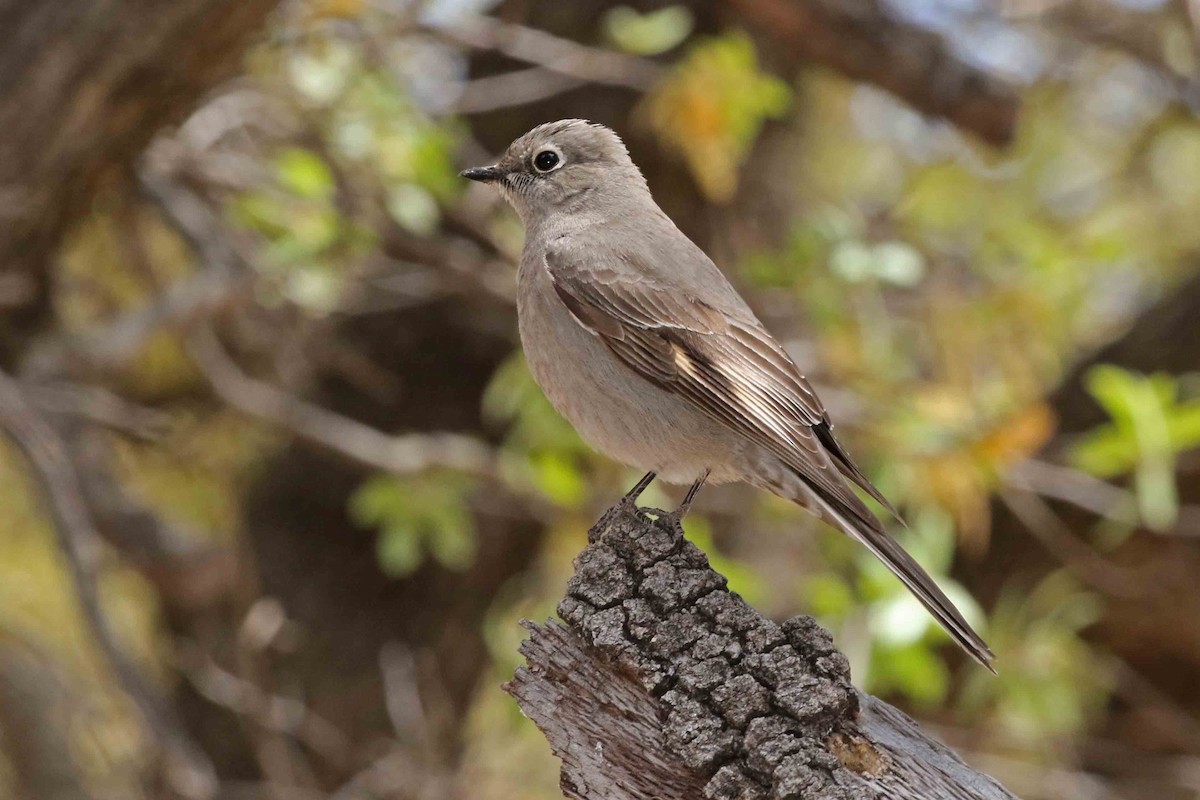 Townsend's Solitaire - Mark W. Lockwood