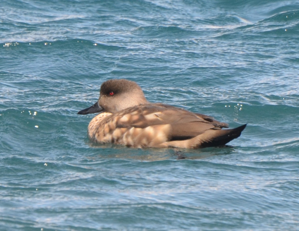 Crested Duck - ML153331531