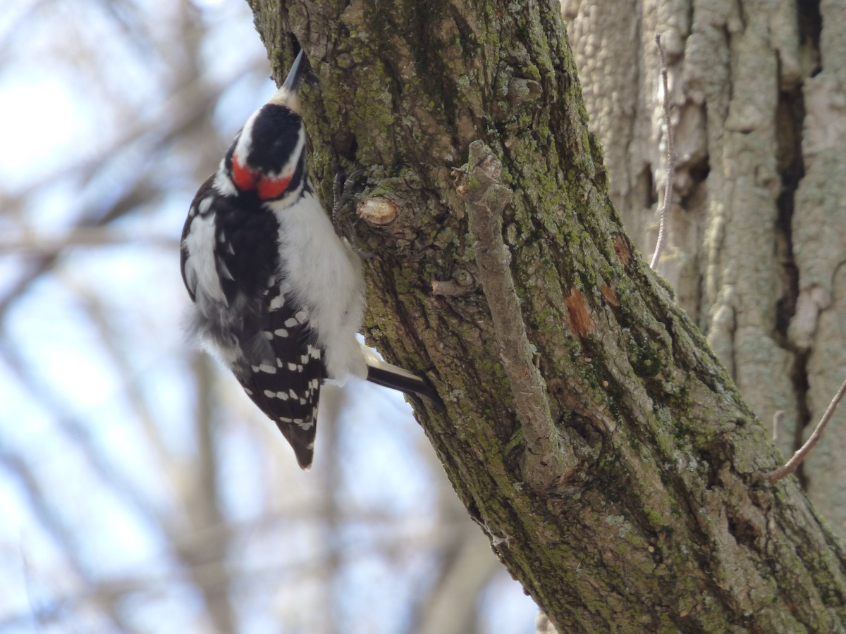 Hairy Woodpecker - Marieta Manolova