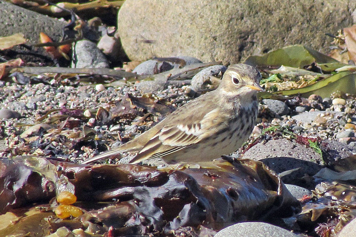American Pipit - Don MacNeill