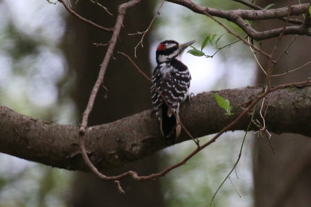 Hairy Woodpecker - David Carr