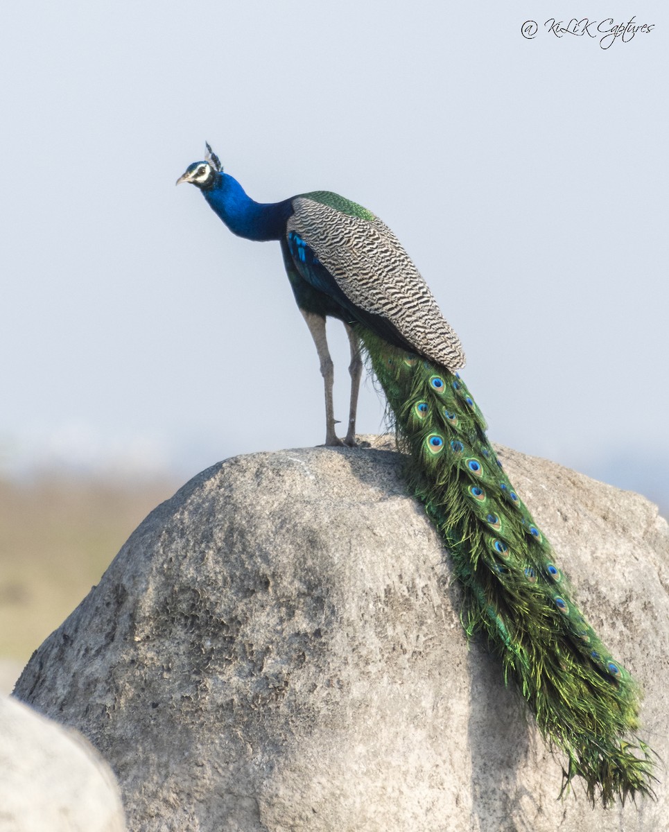 Indian Peafowl - Kishore Bakshi