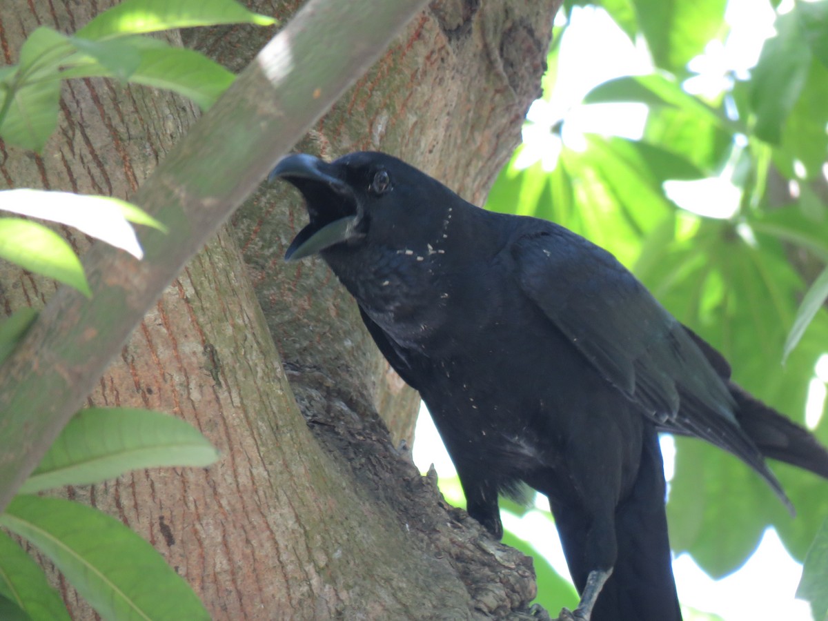 Large-billed Crow - ML153339141