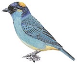 Golden-naped Tanager Illustration