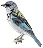 Azure-rumped Tanager Illustration