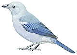 Blue-grey Tanager Illustration