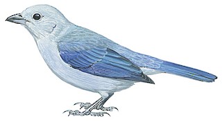 Thraupis episcopus nesophila