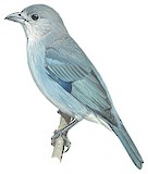 Glaucous Tanager Illustration