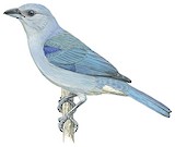 Azure-shouldered Tanager Illustration