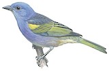 Golden-chevroned Tanager Illustration