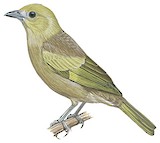 Palm Tanager Illustration